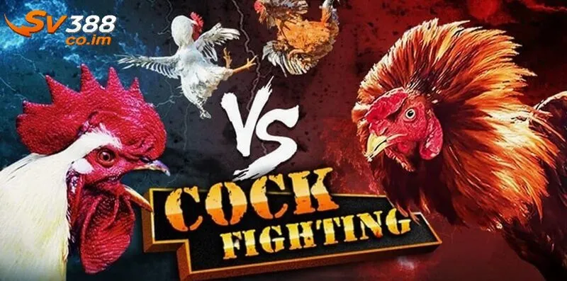 san pham va dich vu doc dao cua sv388 Sản phẩm và djch vụ độc đáo của SV388