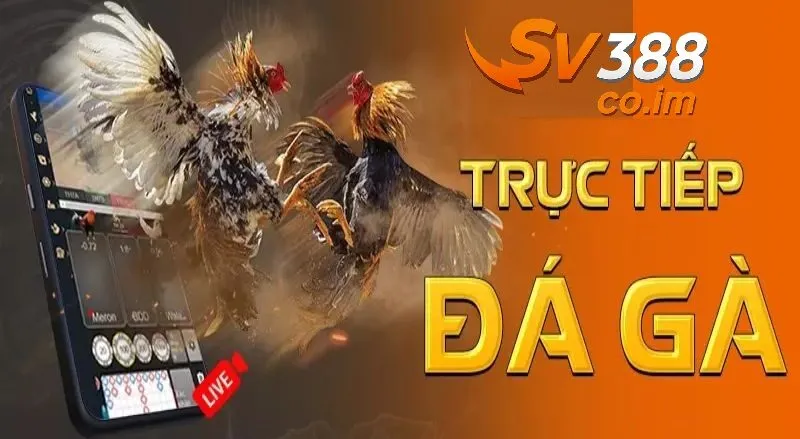 toi co the xem da ga truc tiep tren dien thoai khong Tôi có thể xem đá gà trực tiếp trên điện thoại không?