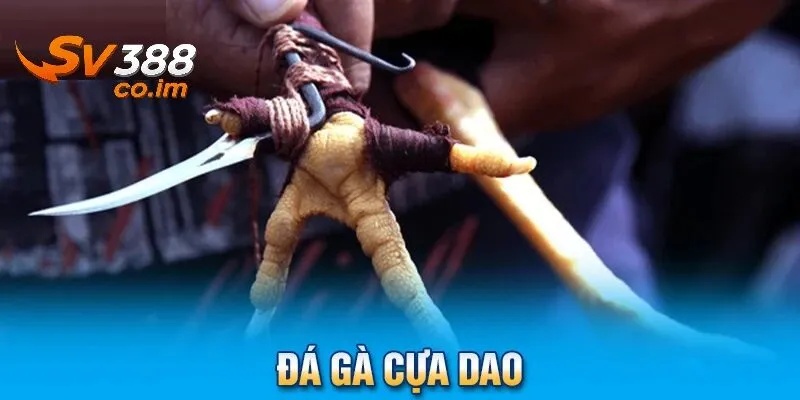 uu diem noi bat cua da ga cua dao tai sv388 Ưu điểm nổi bật của đá gà cựa dao tại sv388